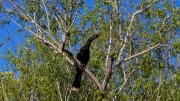 02 - Everglade NP (12) Anhinga